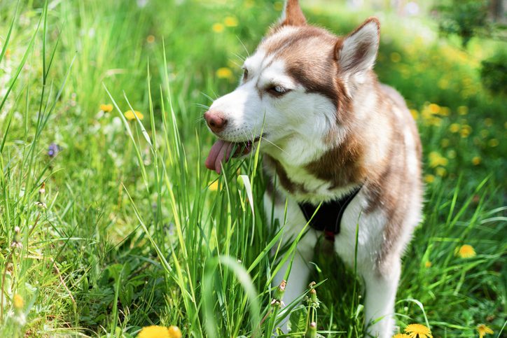 Eet je hond wel eens gras?