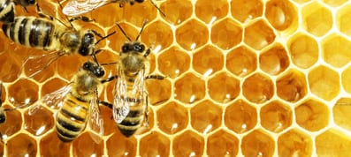Het verzorgend effect van honing op de huid