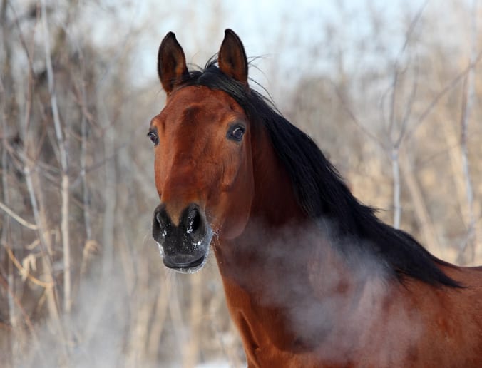Allergische luchtwegaandoeningen bij het paard