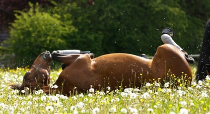 Image result for paard met zomereczeem kopen