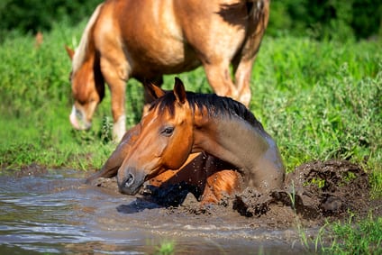 Wat je vooral wel en niet moet doen om je paard veilig te wassen