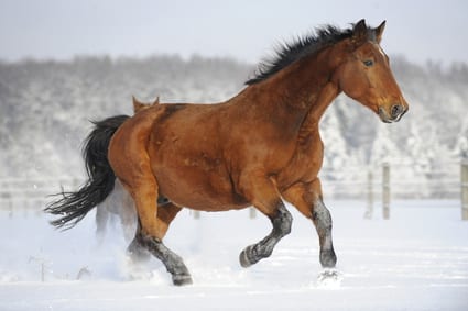 Rust roest: beweging voor het oudere paard