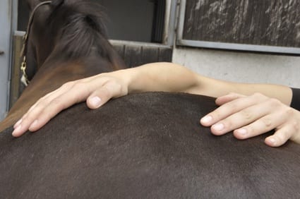 massage voor je dier