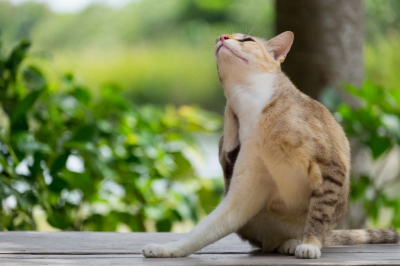 Kale plekken en jeuk op de rug: heeft je kat misschien pijn?