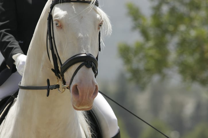 Waarom je nooit zomaar je eigen zonnebrandcrème voor je paard moet gebruiken