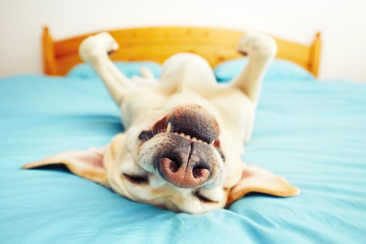 Stressprotocol deel 3: Welke supplementen kunnen je hond helpen ontspannen?