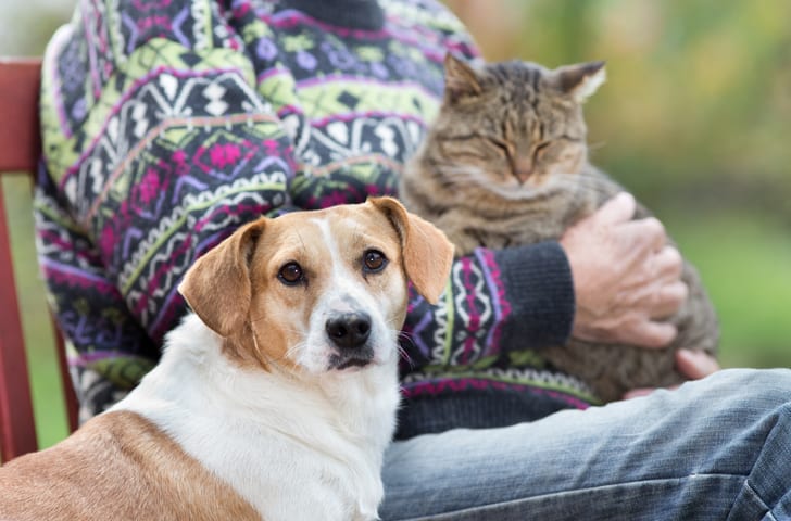 Ouderdom komt met gebreken: dementie bij honden en katten