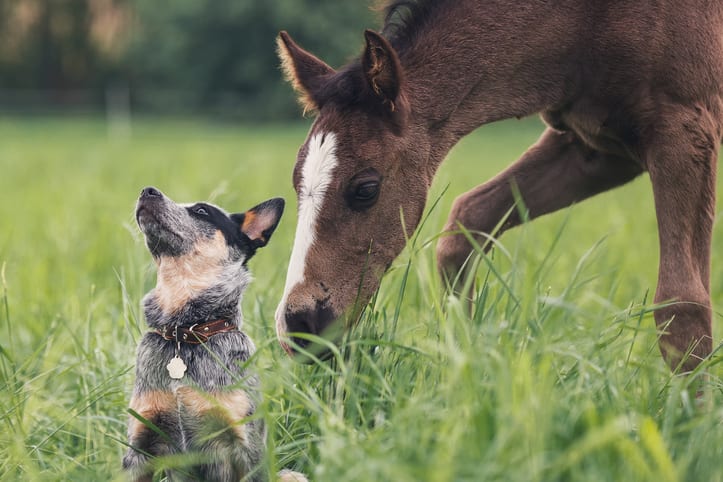 De balans tussen overbelasting en onderbelasting bij jonge paarden en honden