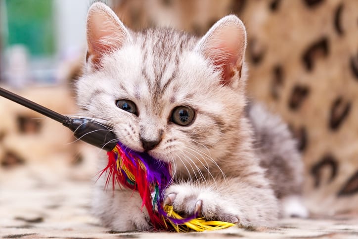 Gebakjes klinker Gevoel Maar liefst 17 tips voor nieuwe katjes in het gezin - De Groene Os