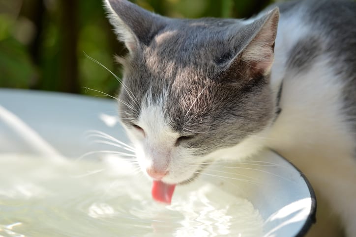 Tips om katten meer te laten drinken