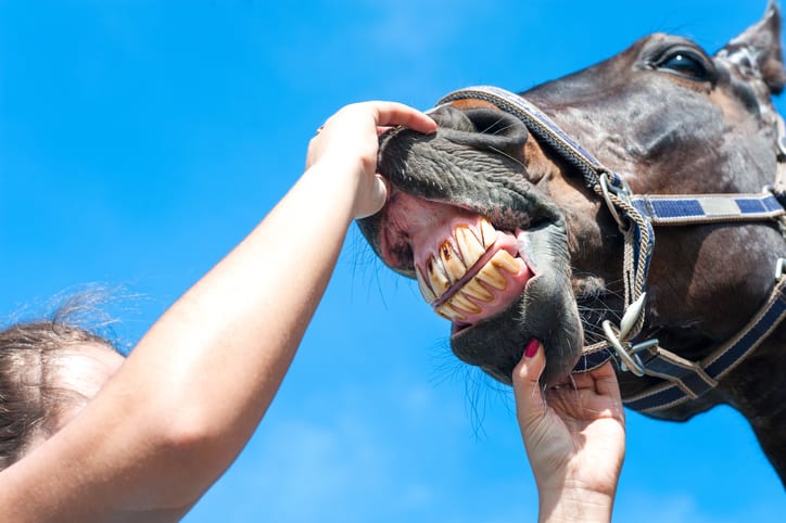 Oorzaak onbekend: snijtandenziekte (EOTRH) bij paarden