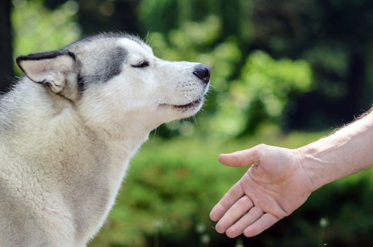 Nerveuze honden en overspannen eigenaren: over de wisselwerking tussen dier en mens