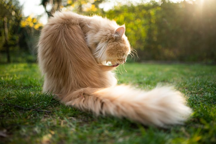 Haarballen en overgeven bij katten: normaal of symptoom van ziekte?