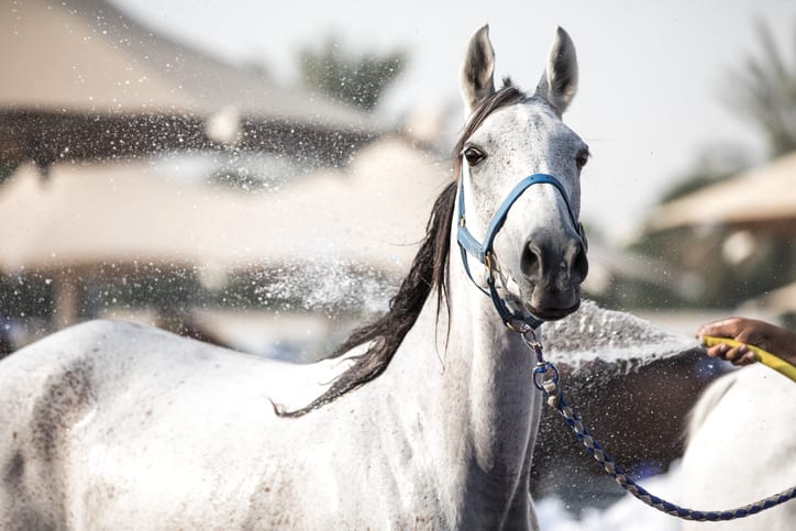 De zin en onzin over elektrolyten voor paarden