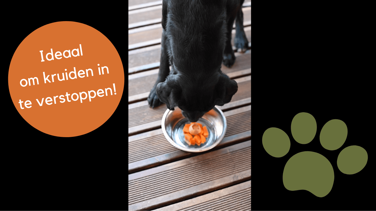 Filmpje: gezond recept met pompoen en kruidentinctuur voor honden!