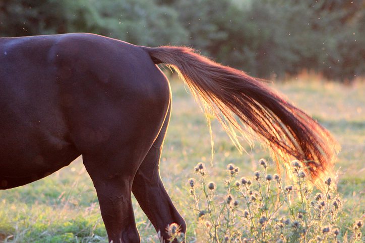 Checklist voor een mysterieus probleem: mestwater bij paarden