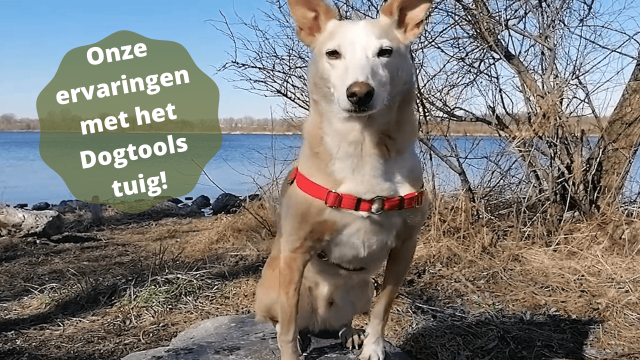 Video: onze ervaringen met het Dogtools-hondentuig van Dogguardian!