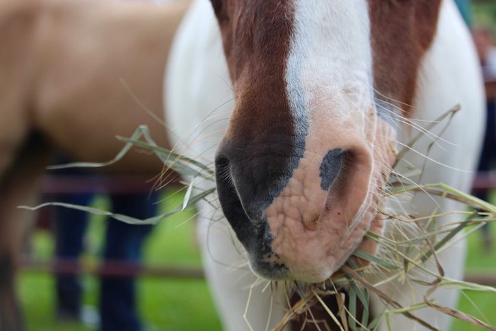 Terugkijken: webinar over darmgezondheid bij paarden met dierenarts Suus