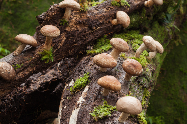De magie van mycelium en paddenstoelen
