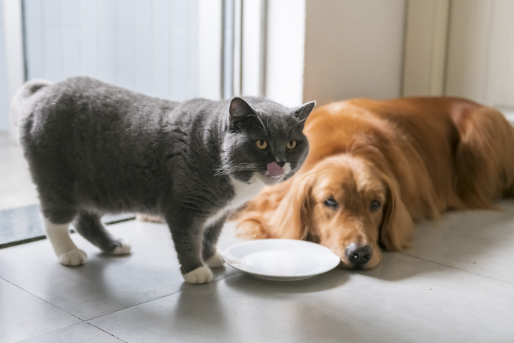 Wat is goed voer voor je hond of je kat?