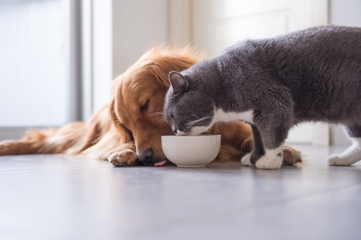 goed voer voor je hond of kat