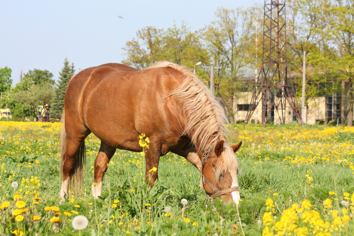 Metabool syndroom bij paarden: de overeenkomsten en verschillen met PPID en KPU