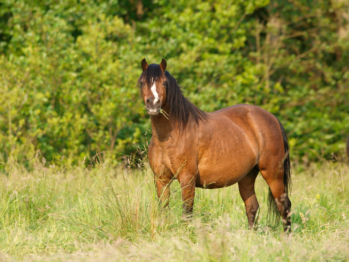 Visie en behandeling EMS bij paarden van holistisch dierenarts Lieselot