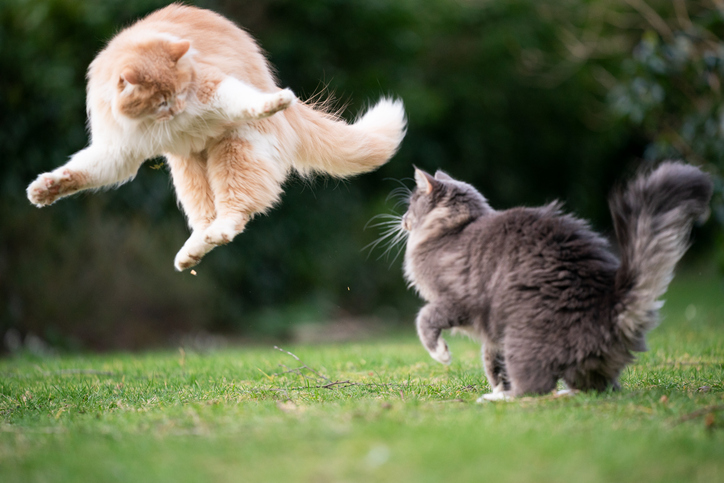 Spanning tussen katten: hoe om te gaan met rivaliteit
