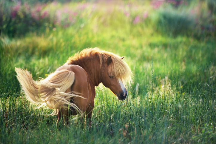 De 8 belangrijkste oorzaken en behandeling van diarree bij paarden volgens holistisch dierenarts Lieselot