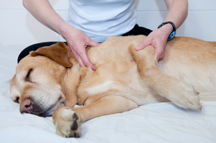 massage hond
