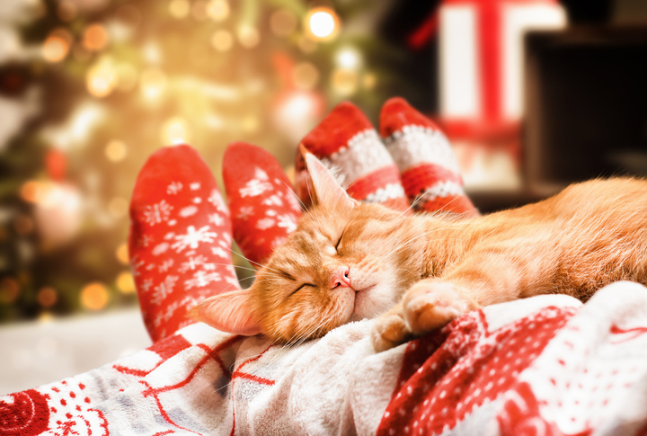 De feestdagen en je kat: tips om stress te verminderen