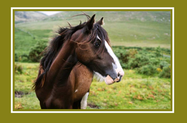 Nieuw ebook: Luchtzuigen en maagproblemen bij paarden