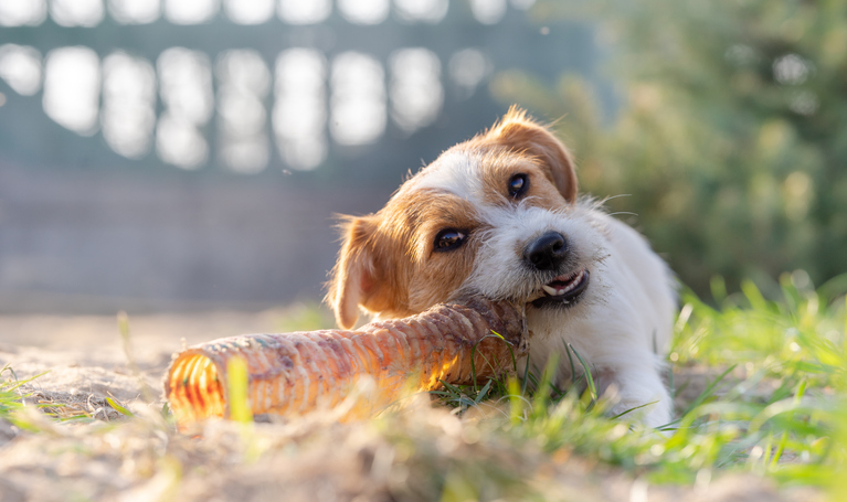 Kauwen voor een gezond gebit van je hond