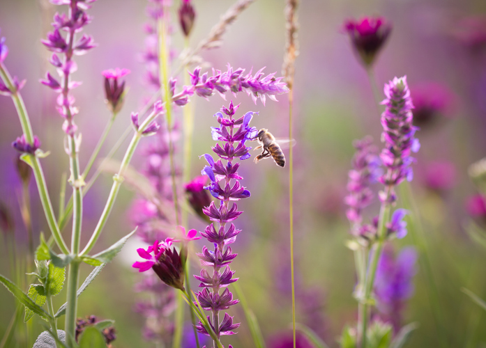 Oplossingen voor bijen: hoe kunnen we helpen de bijenpopulatie te beschermen?