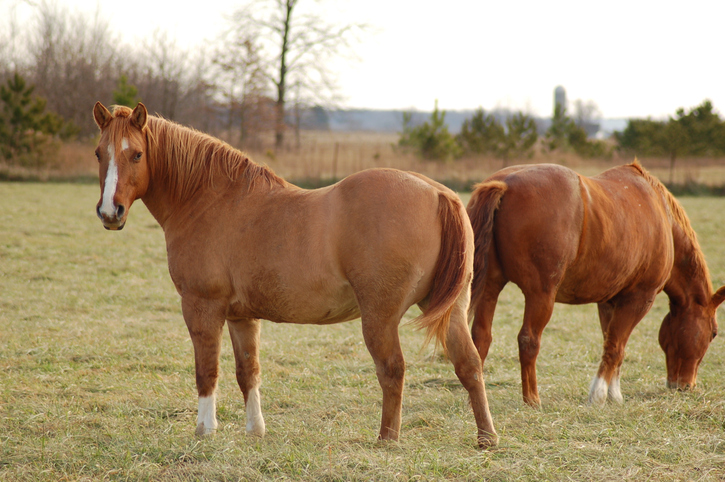 stappenplan voor gewichtsbeheersing bij paarden