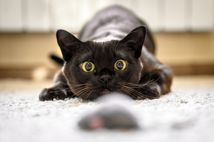 Ontdek de verborgen jager in je kat: het nut van spelen!